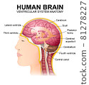 structure of the cerebrum, anatomical poster, the location of the brain in the head 81278227