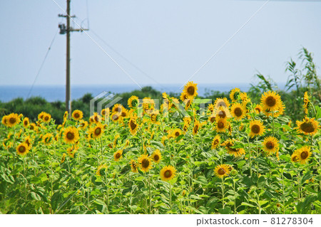 Okinawa Yonaguni Island Sunflower field along the sea Okinawa Yonaguni Island Sunflower field along the sea 81278304