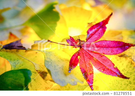 Fall image Fall image 81278551