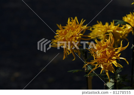 Chrysanthemum flowers in full bloom Edogiku "Kagaribi" 81278555