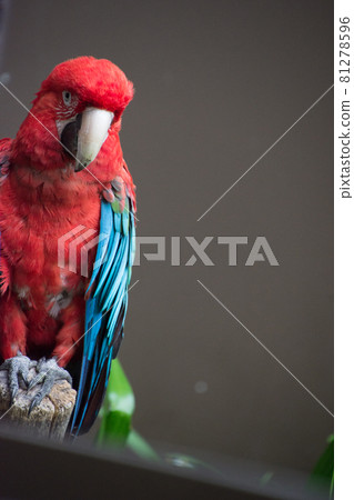 Scarlet macaw Scarlet macaw 81278596