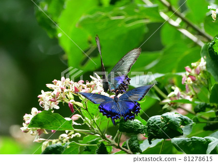 Flying tandem of Chinese peacock butterfly Flying tandem of Chinese peacock butterfly 81278615