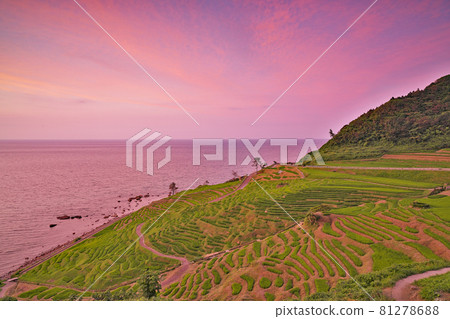 【白米千枚田（傍晚）】石川縣輪島市白米町 81278688
