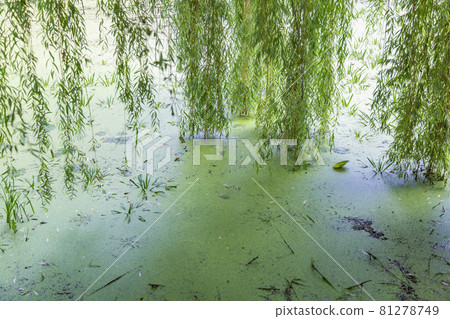 Small city pond with green duckweed in summer Small city pond with green duckweed in summer 81278749