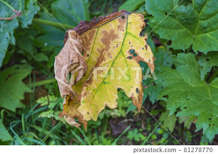 Withered leaf of a plant after treatment with pesticides Withered leaf of a plant after treatment with pesticides 81278770