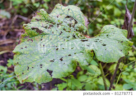 Withered leaf of a plant after treatment with pesticides Withered leaf of a plant after treatment with pesticides 81278771