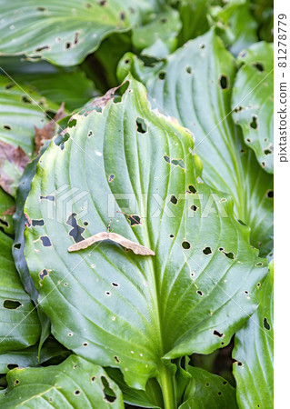 Withered leaf of a plant after treatment with pesticides 81278779
