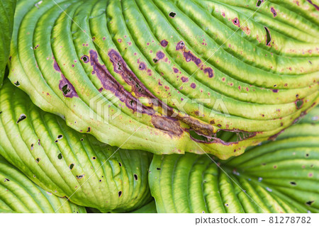 Withered leaf of a plant after treatment with pesticides Withered leaf of a plant after treatment with pesticides 81278782