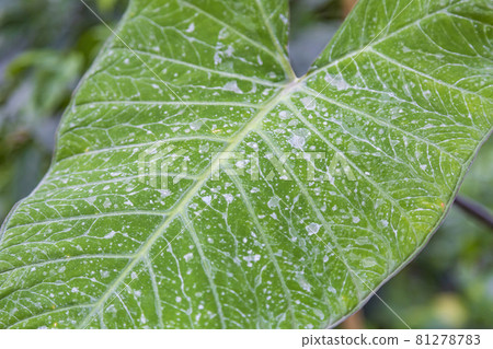 Withered leaf of a plant after treatment with pesticides Withered leaf of a plant after treatment with pesticides 81278783