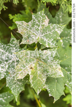 Withered leaf of a plant after treatment with pesticides Withered leaf of a plant after treatment with pesticides 81278784