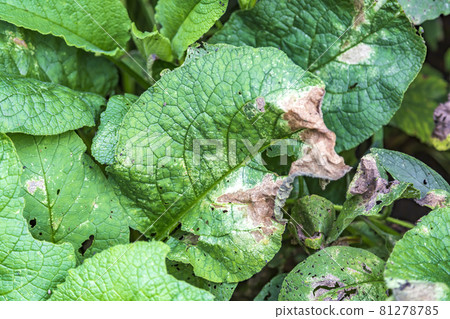 Withered leaf of a plant after treatment with pesticides Withered leaf of a plant after treatment with pesticides 81278785