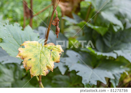 Withered leaf of a plant after treatment with pesticides Withered leaf of a plant after treatment with pesticides 81278786