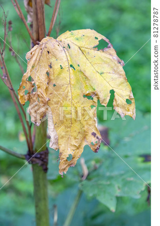 Withered leaf of a plant after treatment with pesticides 81278787
