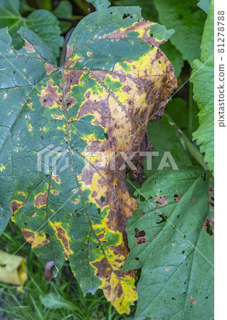 Withered leaf of a plant after treatment with pesticides Withered leaf of a plant after treatment with pesticides 81278788