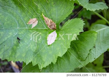 Thick juicy leaf of a large green plant Thick juicy leaf of a large green plant 81278789