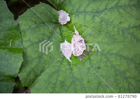 Thick juicy leaf of a large green plant 81278790
