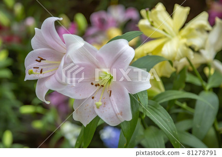Bright summer bloom of a beautiful lily Bright summer bloom of a beautiful lily 81278791