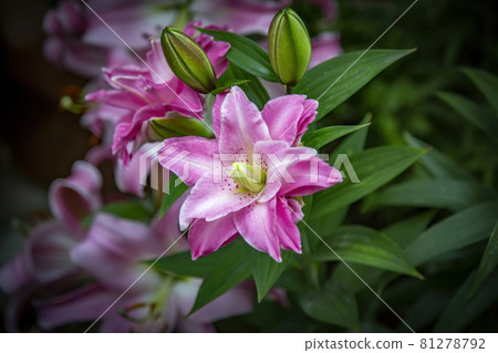 Bright summer bloom of a beautiful lily Bright summer bloom of a beautiful lily 81278792