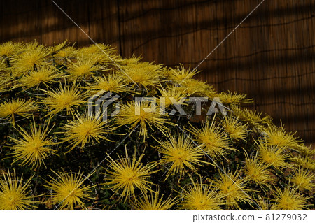 Making a large chrysanthemum in full bloom (yellow) Making a large chrysanthemum in full bloom (yellow) 81279032