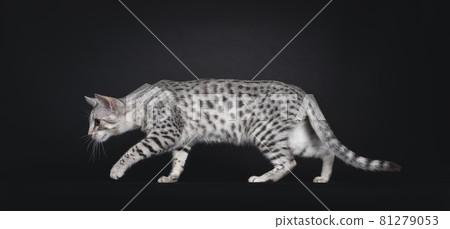 Egyptian Mau cat on black background 81279053