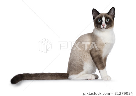 Snowshoe cat on white background 81279054