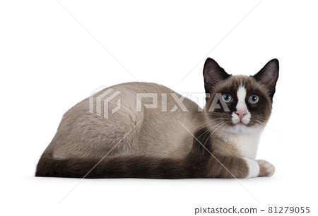Snowshoe cat on white background Snowshoe cat on white background 81279055