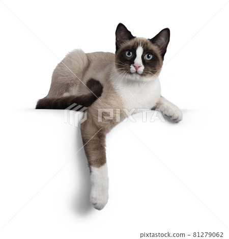 Snowshoe cat on white background 81279062