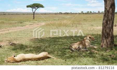 Lions taking a nap in the savanna [Kenya Masai Mara] 81279118