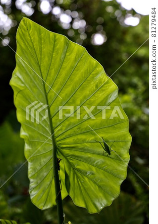 Miyakojima, Okinawa Prefecture Alocasia leaves and insects Miyakojima, Okinawa Prefecture Alocasia leaves and insects 81279484
