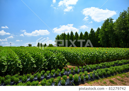 夏天的天空和鮮花 夏天的天空和鮮花 81279742
