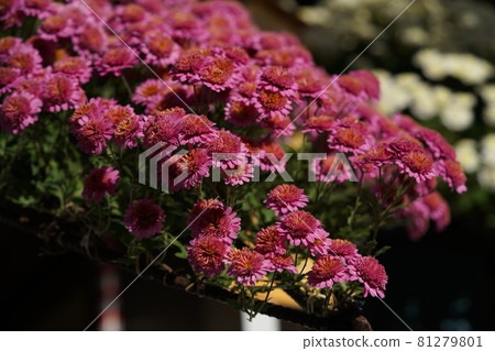Chrysanthemum flower pink in full bloom Chrysanthemum flower pink in full bloom 81279801
