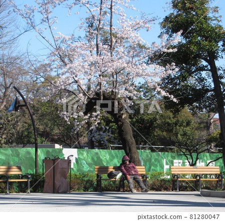 上野公園的櫻花 81280047