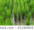 Emerald green rice that grows vividly toward the sky in the heat of midsummer 81280604