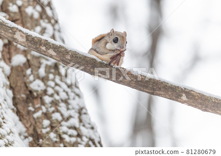 Namara Menkoi Ezomomonga 81280679