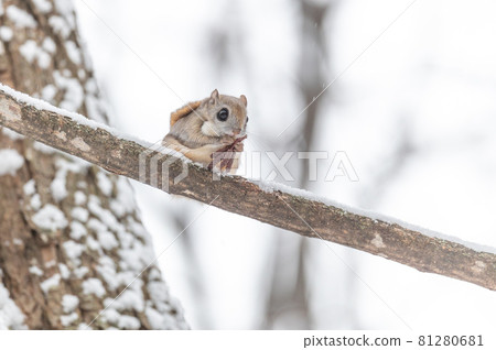 Namara Menkoi Ezomomonga 81280681