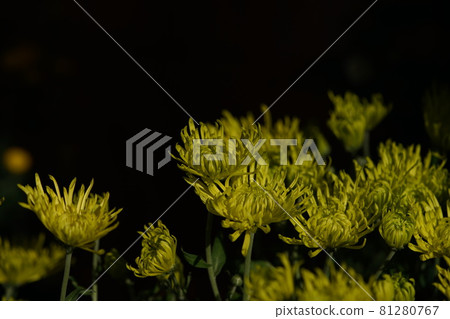 Chrysanthemum flower in full bloom Yellow Chrysanthemum flower in full bloom Yellow 81280767