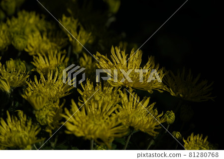 Chrysanthemum flower in full bloom Yellow 81280768