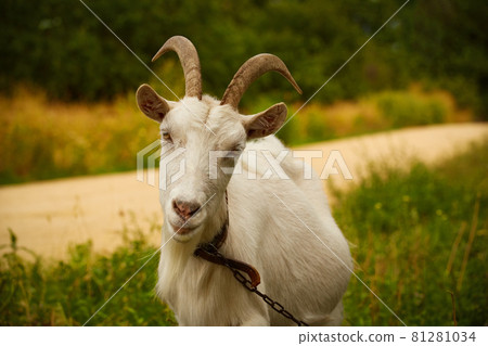 White horned goat grazes on green grass on a summer day 81281034