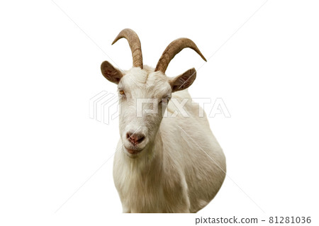 Portrait of a white horned goat isolated on white background 81281036