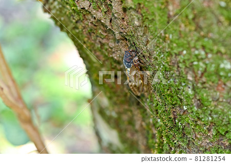 Brown cicada 81281254
