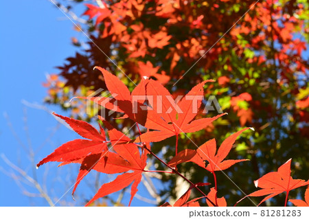 藍天和鮮紅的秋葉 藍天和鮮紅的秋葉 81281283