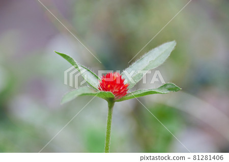美國千日口草莓園 美國千日口草莓園 81281406