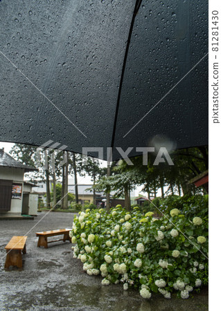 Umbrella on a rainy day 81281430