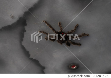 Artificial Big Black Spider Halloween Background 81281526