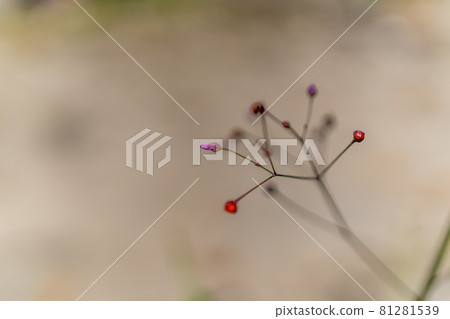 Fruit or bud Fruit or bud 81281539
