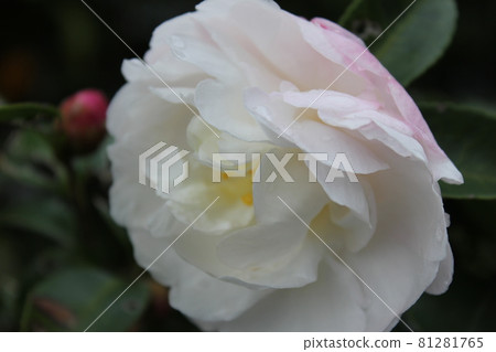 Peony (peony) ◯ ○. ◦ peony ◦. o ○ Peony (peony) ◯ ○. ◦ peony ◦. o ○ 81281765