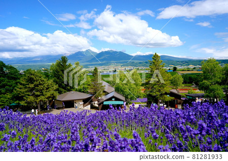Tokachi mountain range over lavender 81281933