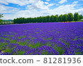 Lavender carpet 81281936