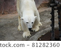 Polar bear for a walk 81282360