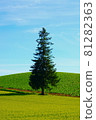 One Christmas tree 81282363